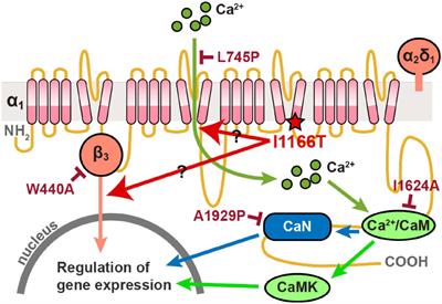 Involvement of Calcium-Dependent Pathway and β Subunit-Interaction in Neuronal Migration and Callosal Projection Deficits Caused by the Cav1.2 I1166T Mutation in Developing Mouse Neocortex